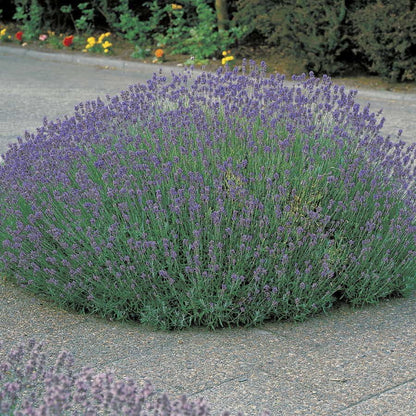 Lavandula 'Munstead'