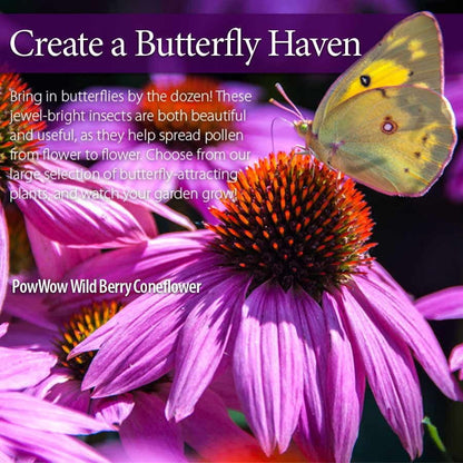 Echinacea PowWow® Wild Berry Coneflower