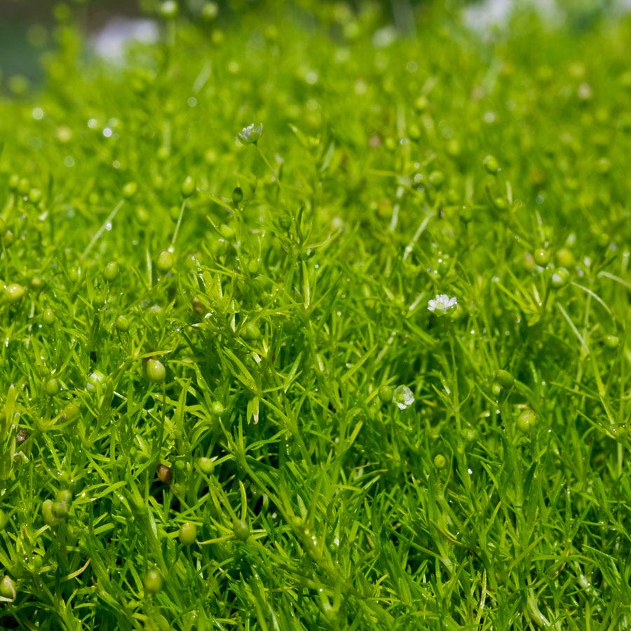 Sagina Irish Moss