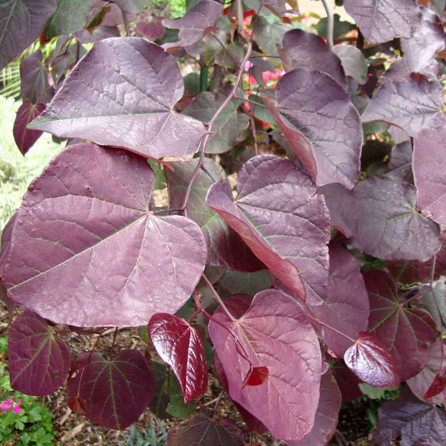 Ruby Falls Redbud