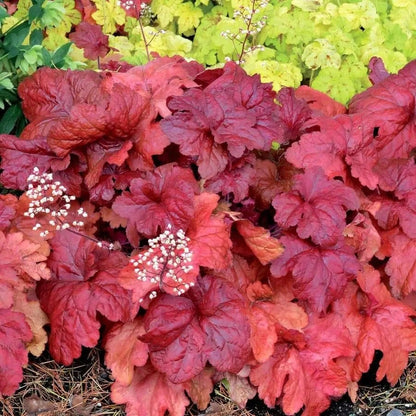 Heuchera 'Fire Chief'