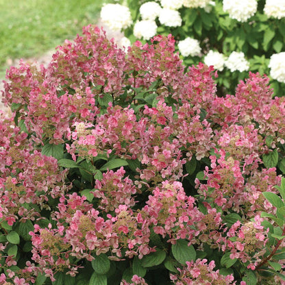 Hydrangea Little Quick Fire® Panicle Hydrangea