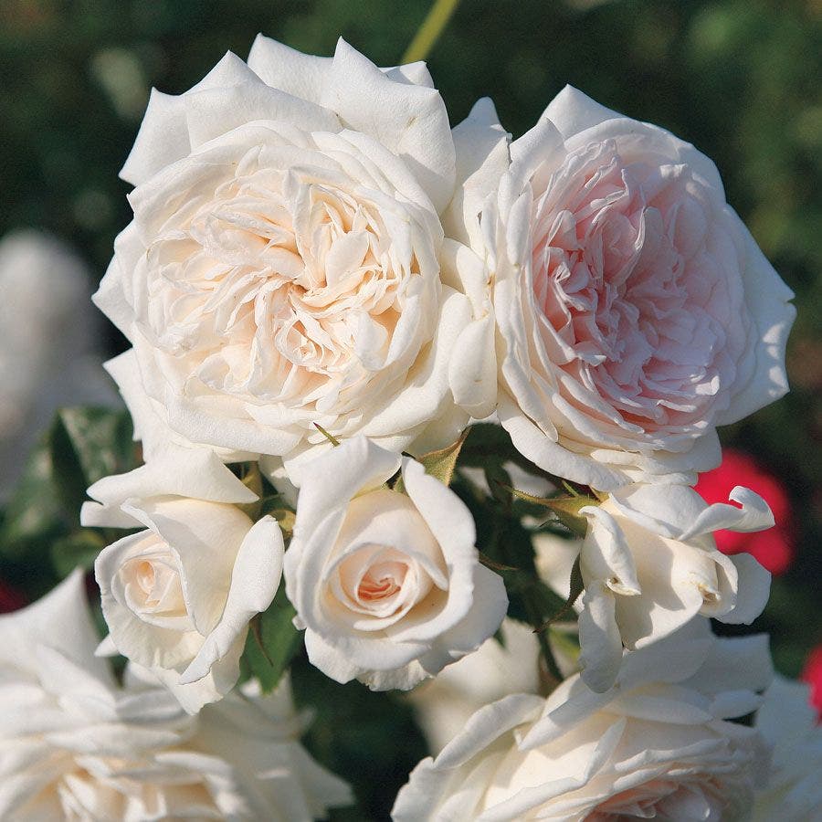 Arborose® Honeymoon™ Climbing Rose
