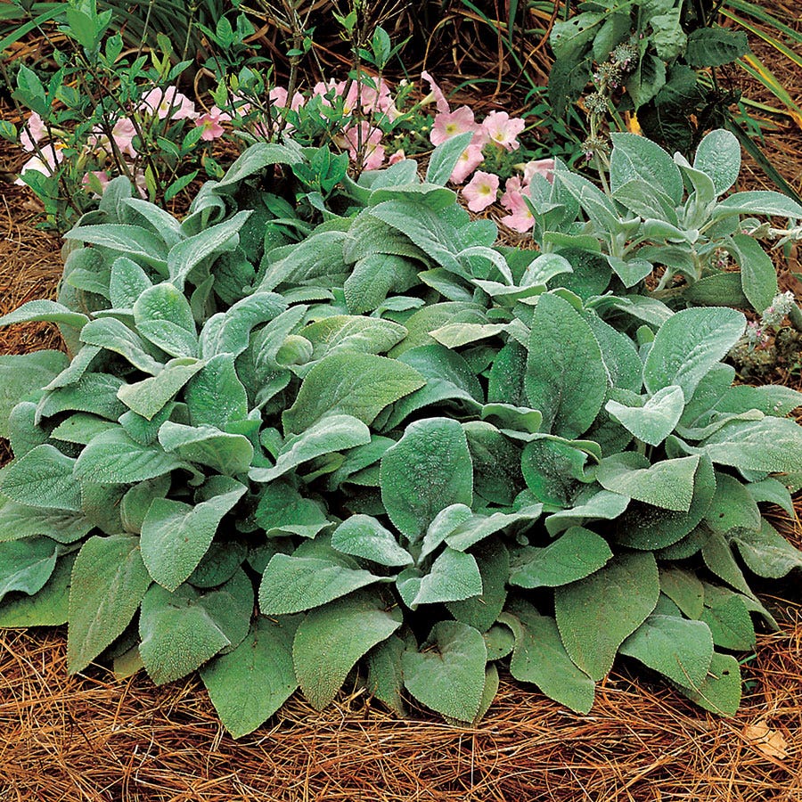 Stachys 'Helene von Stein' Lambs Ear