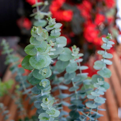 Eucalyptus 'Baby Blue' Organic Spiral Eucalyptus