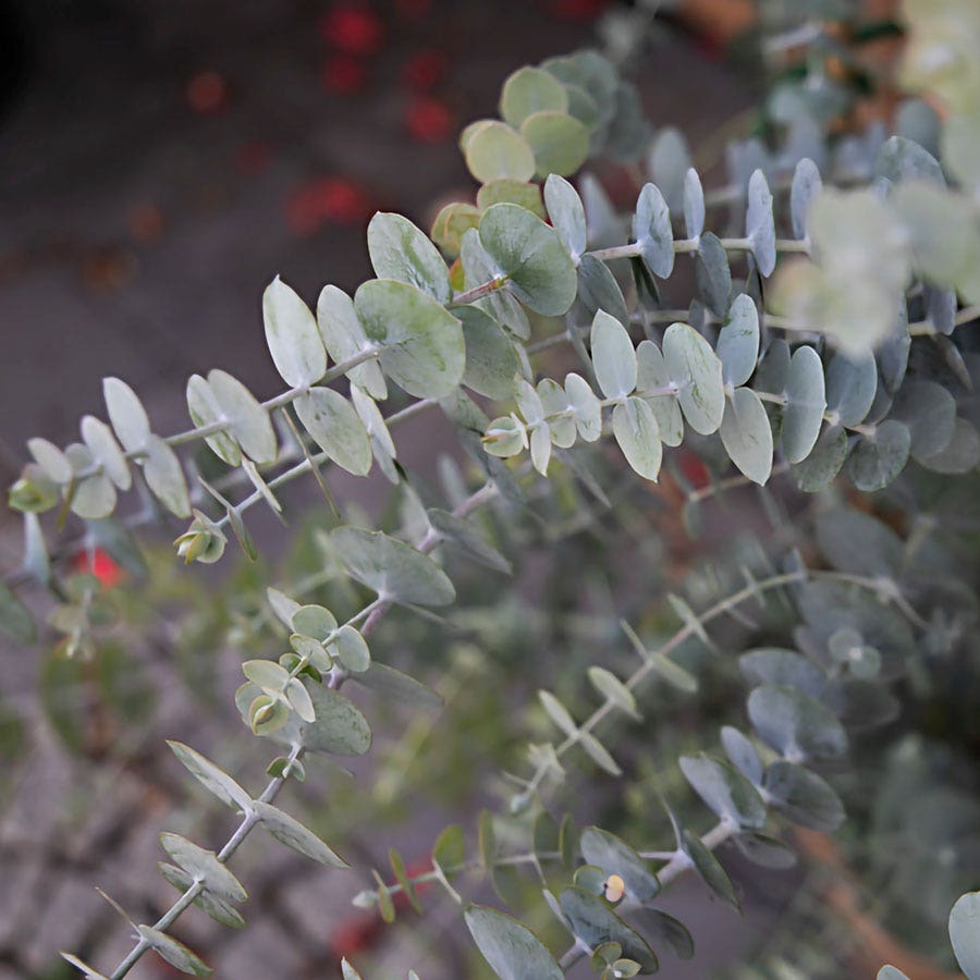 Eucalyptus 'Baby Blue' Organic Spiral Eucalyptus