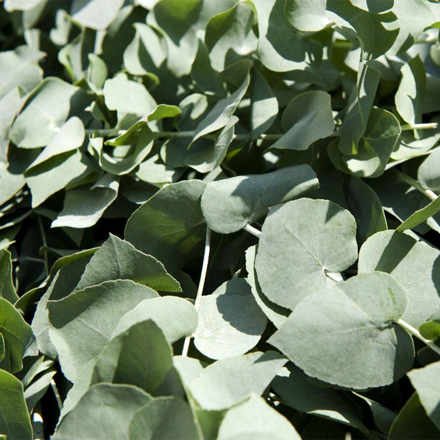 Eucalyptus 'Baby Blue' Organic Spiral Eucalyptus