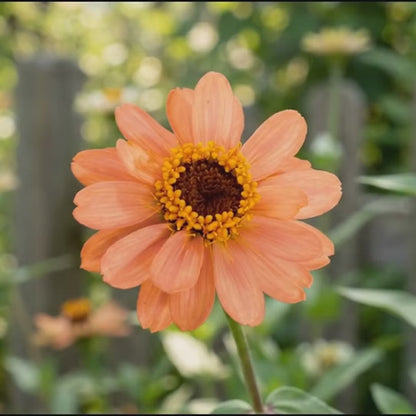 Profusion Apricot Zinnia Seeds