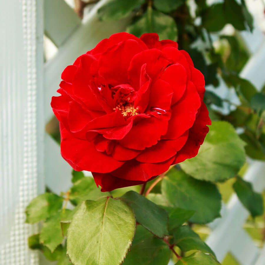 Don Juan Climbing Rose