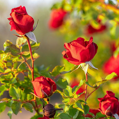 Don Juan Climbing Rose