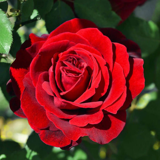 Don Juan Climbing Rose