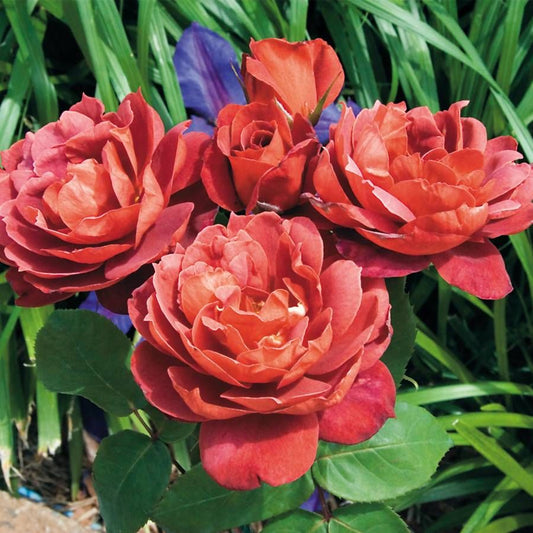 Hot Cocoa™ Floribunda Rose