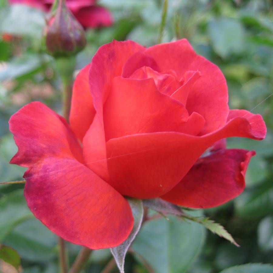 Hot Cocoa™ Floribunda Rose