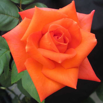 Wildfire Hybrid Tea Rose