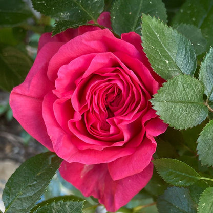 Fiji™ Eleganza® Hybrid Tea Rose